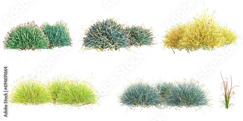 Decorative grass,imperata cylindrica red baron,Festuca  isolated on white background, tropical trees isolated used for architecture photo
