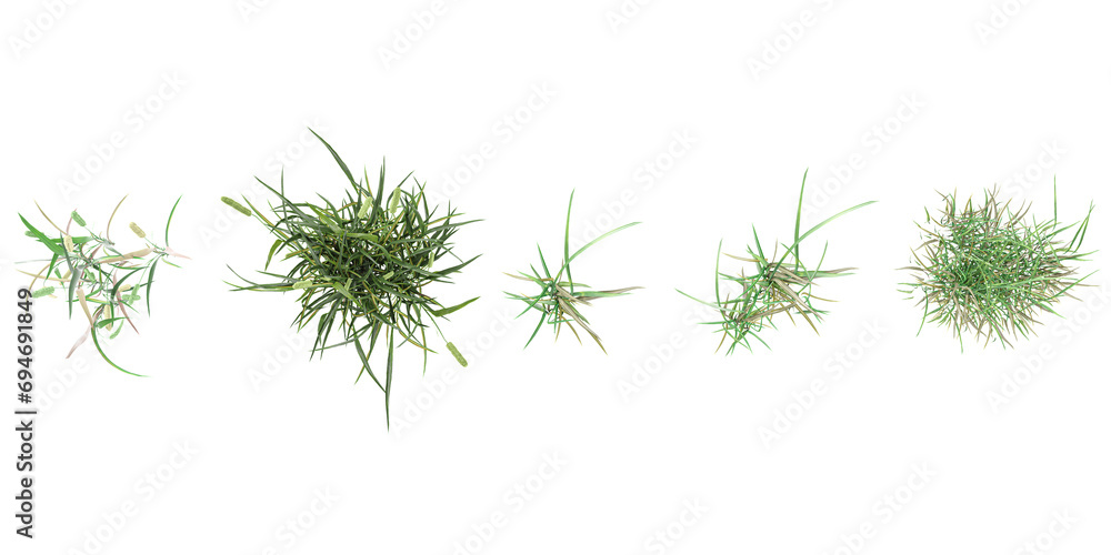 Phleum pratense,simple grassL from the top view isolated white background - obrazy, fototapety, plakaty 