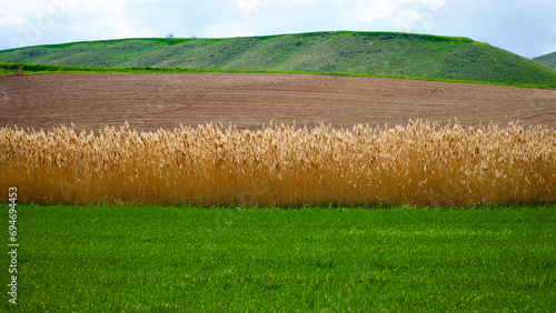 Harmony of colors in nature. Green fields, plowed land and cloudy blue sky. Green crops and field view in spring. photo