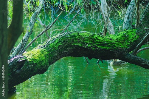 池の上に伸びる苔むした木