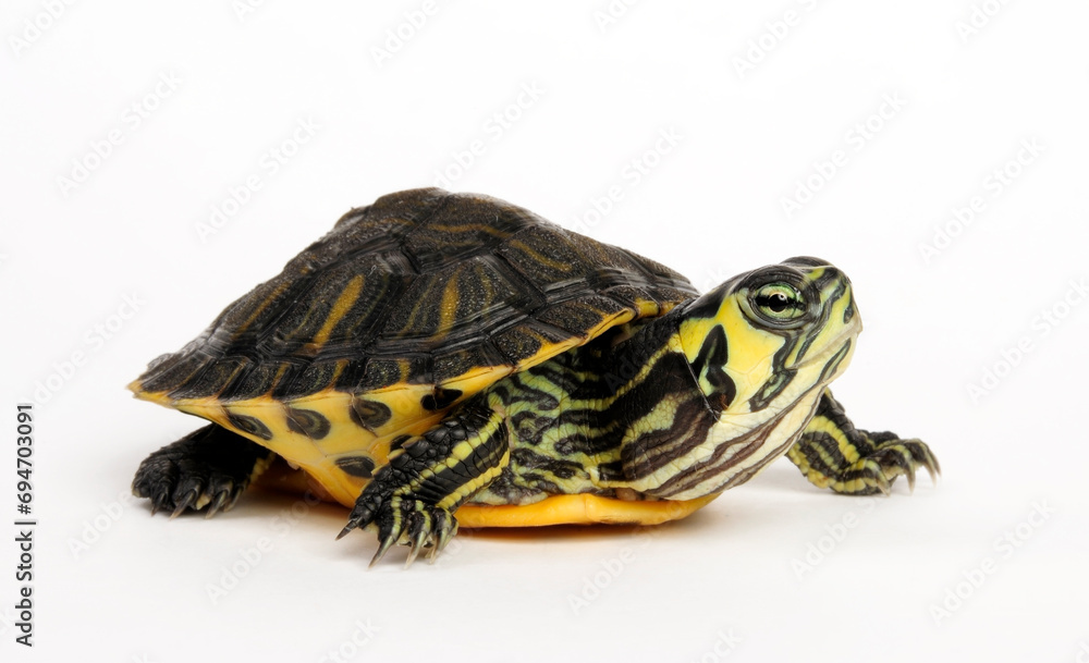 Gelbwangen-Schmuckschildkröte - Jungtier // Yellow-bellied slider - juvenile (Trachemys scripta scripta) 