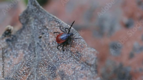 A tick crawling along the forest floor and looking for its prey