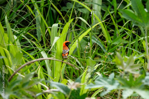Red Bishop Bird on the grass