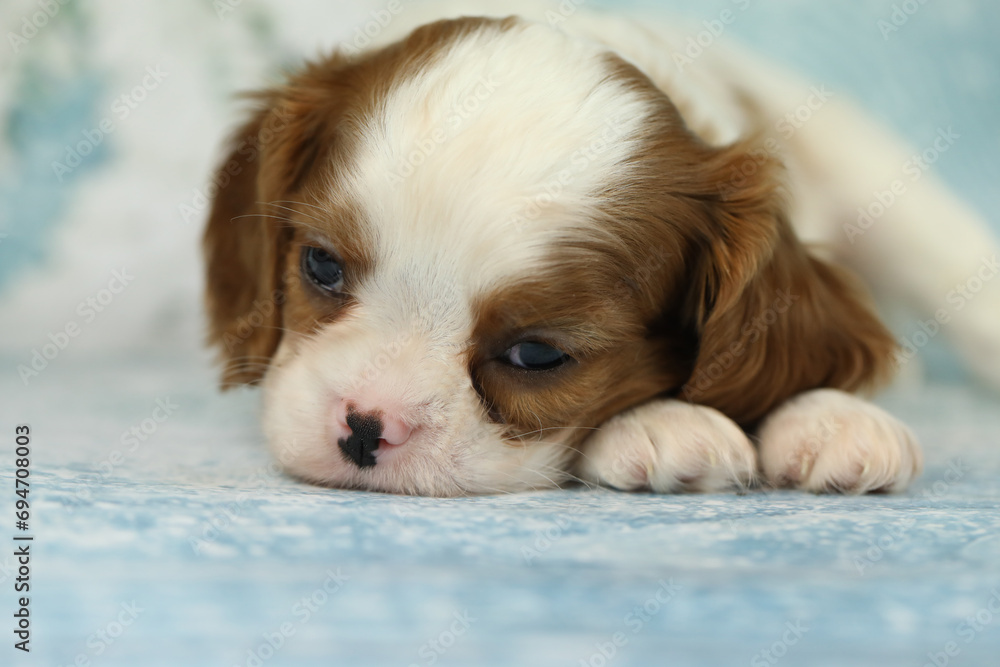 Cute cavalier King Charles spaniel puppy on blue background Cute cavalier King Charles spaniel puppy on blue background