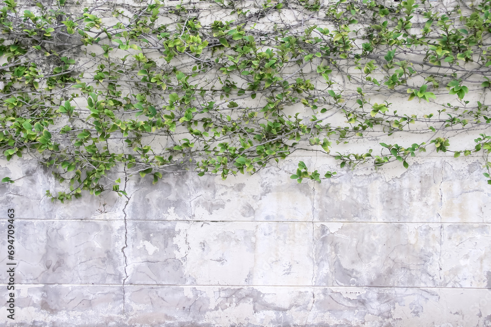 Green leaf plant growing through on white concrete block old background Green leaf plant growing through on white concrete block old background