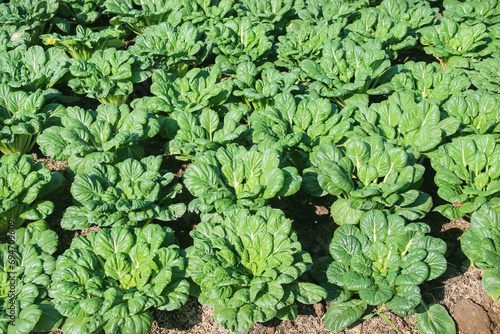 Brassica chinensis  or green Pakchoi growing in plot of vegetable farm  background