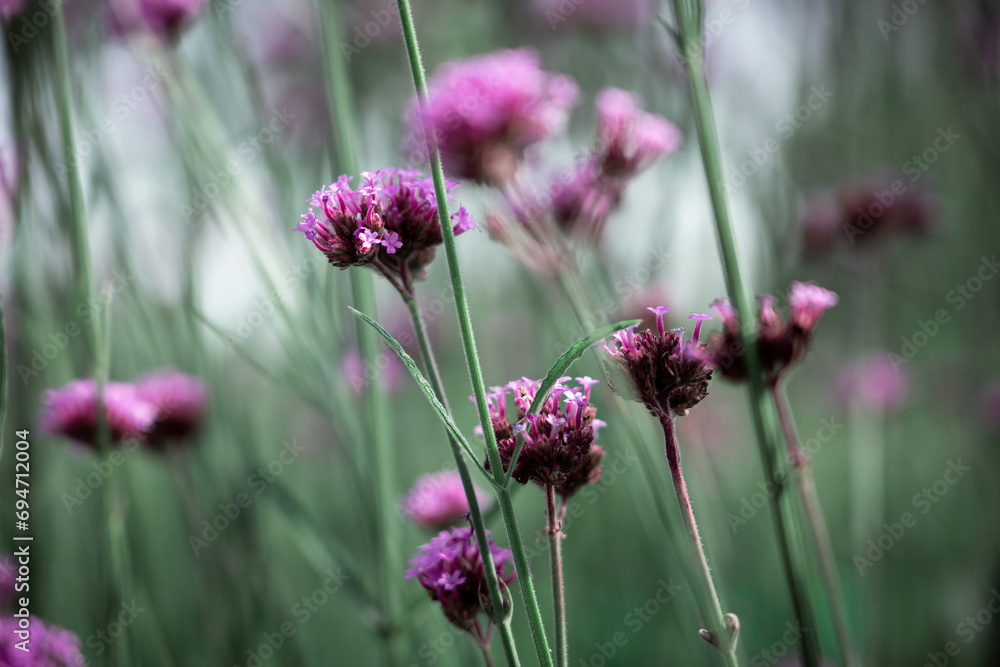 Closeup of some small purple flowers in summer Closeup of some small purple flowers in summer