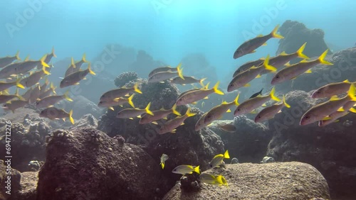 Underwater footage of Yellowfin goatfish swimming  around a hawaiian rocky tropical reef in the clear blue ocean. Sunlight filters down through blue water. Underwater sunrays shine under deep water photo