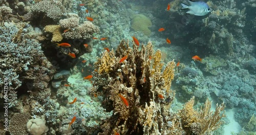 Wallpaper Mural A close shot of the pointy yellowish Acropora coral. Torontodigital.ca