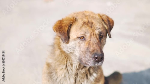 Closeup shot of face of a cute Himalayan street dog at Sarahan in Himachal Pradesh, India. Portrait of a cute street dog in the mountains. Brown street dog looking sideways in the road.  photo