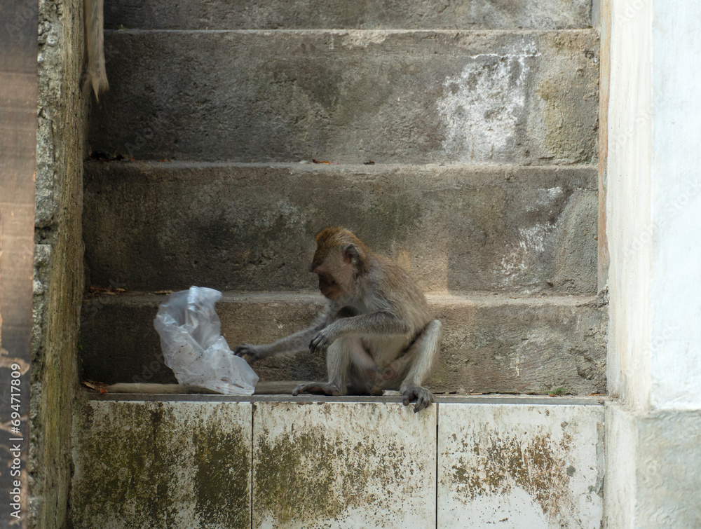 Portrait of cute monkey sitting on the downstairs