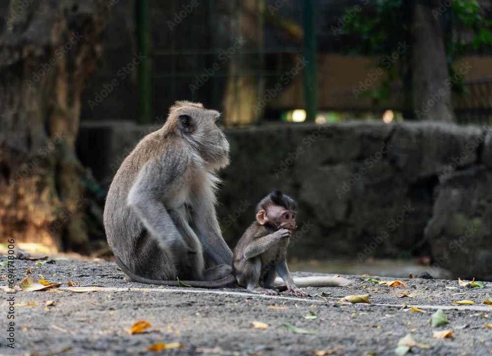 Fototapeta premium Mother monkey with her baby in the park. Baby monkey and mother