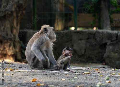 Mother monkey with her baby in the park. Baby monkey and mother