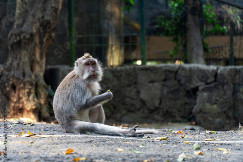 Monkey sitting on asphalt road. Close up. Indonesian wildlife.  