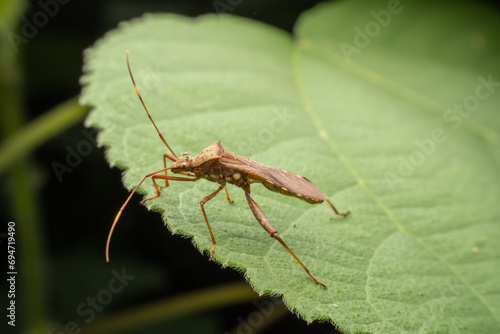 Riptortus pedestris in the wild state photo