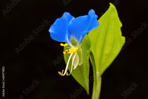 Commelina communis flower in the wild state photo