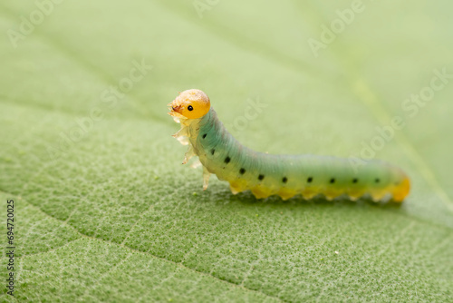 sawfly Larvae in the wild state