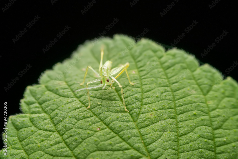 katydid in the wild state katydid in the wild state