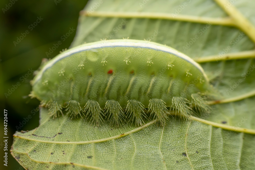 Naklejka premium Thosea sinensis Walker nymph in the wild state