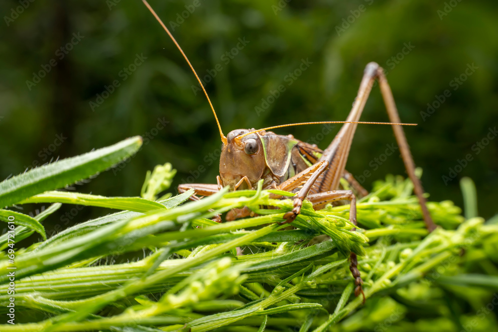 Fototapeta premium katydid in the wild state