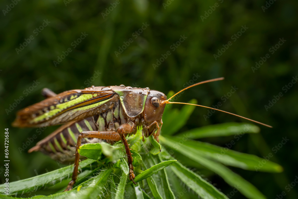 katydid in the wild state katydid in the wild state