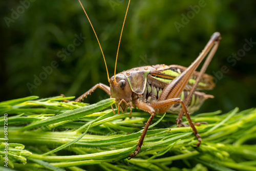 katydid in the wild state