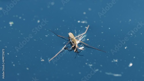 Water strider on the water surface photo