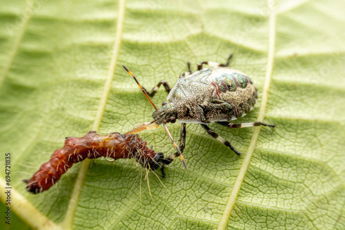 stinkbug nymph prey on caterpillars in the wild state