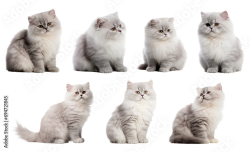 Set of Persian Cat isolated#02 cutout on transparent background. advertisement. presentation. banner, poster, card. sticker.