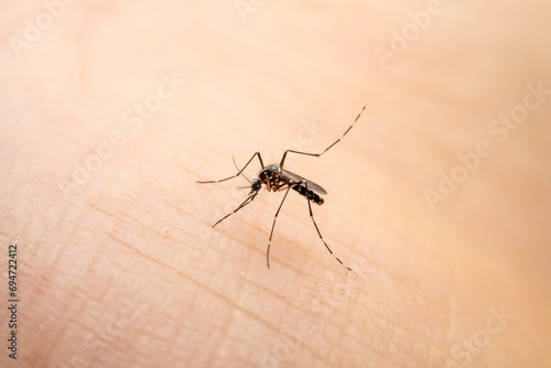 Aedes albopictus ingests human blood