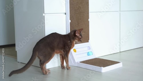 Cute Blue Abyssinian cat with yellow eyes sitting on cardboard scratch board at home. Corrugated Cardboard Cat Scratcher. Fun Interactive Scratching Boards for domestic cat. Lifestyle and Pet love photo