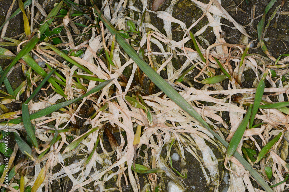 Schneeschimmel,  Fusarium nivale,  Fusarium spp., Auswinterungsschaden, Feld