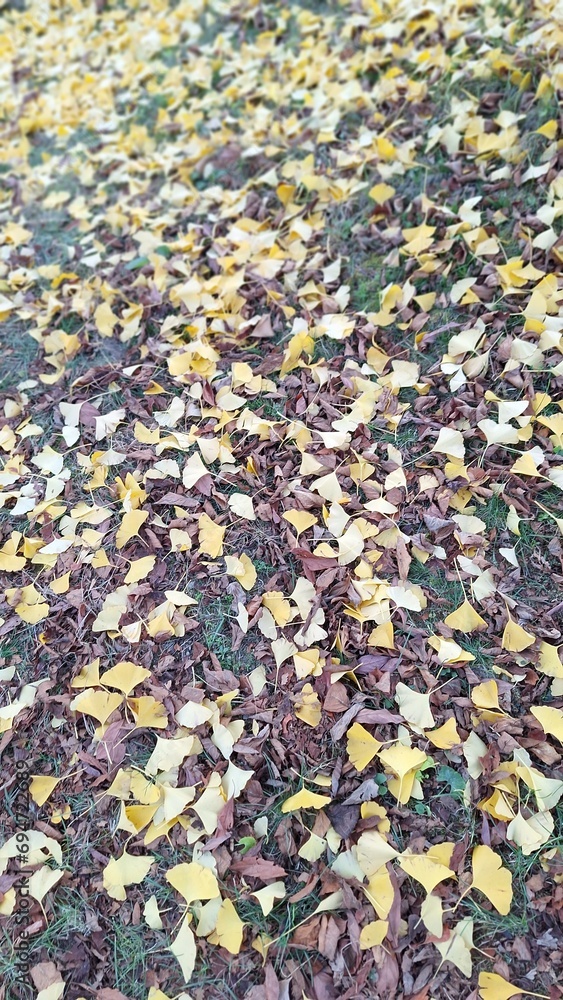 Autumn Leaves in the road Autumn Leaves in the road