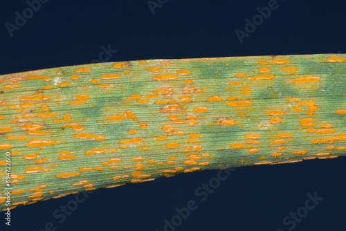 Canvas-taulu Braunrost, Puccinia triticina Eriks