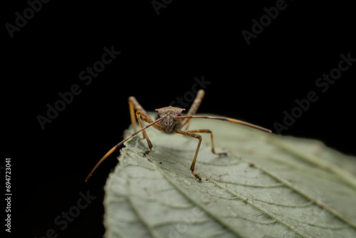 Riptortus pedestris in the wild state photo