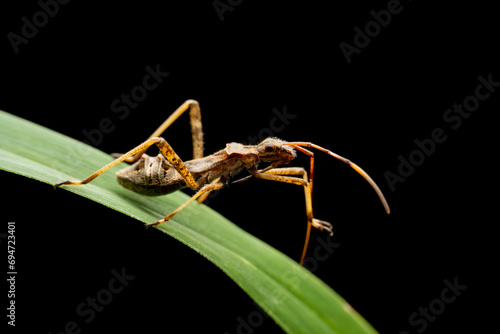 Riptortus pedestris in the wild state