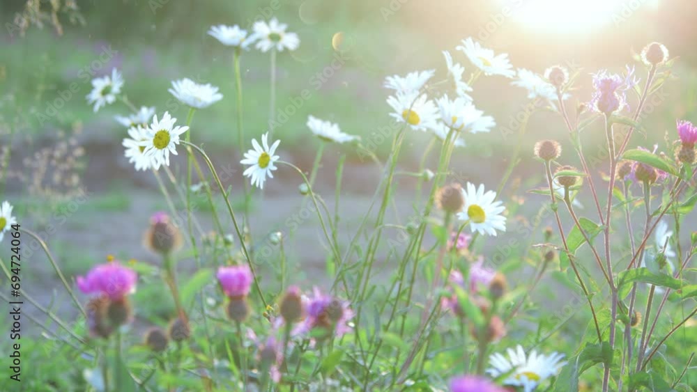 Wildflowers close-up in the meadow Wildflowers close-up in the meadow