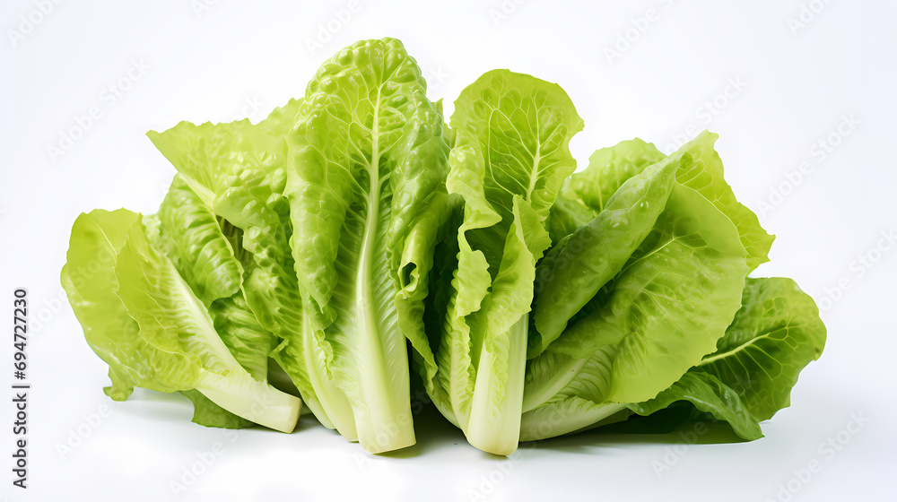 Freshness Redefined: Crisp Green Lettuce Freshness Redefined: Crisp Green Lettuce