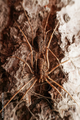 harvestman in the wild state