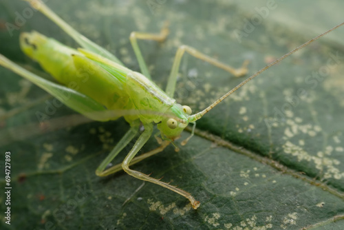 katydid in the wild state