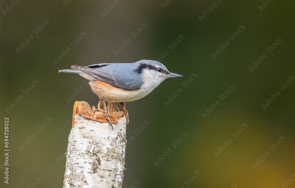 Fototapeta premium Eurasian nuthatch - in autumn at a wet forest
