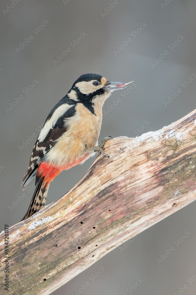 Fototapeta premium Great Spotted Woodpecker - female - in the wet forest in winter