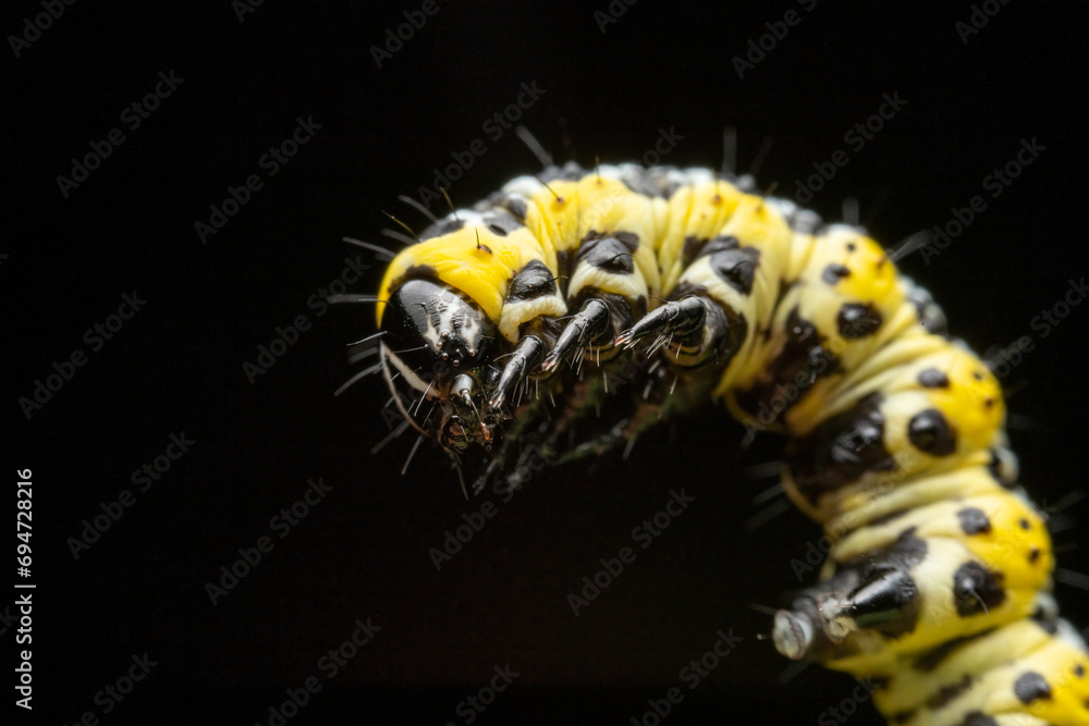 Obraz premium noctuid larvae in the wild state