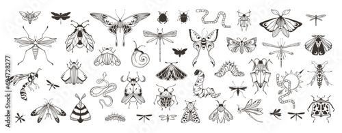 Mystical celestial beetles, moth and butterfly clipart bundle, magic black and white insects silhouettes in vector, unreal hand drawn night moth, isolated elements set photo