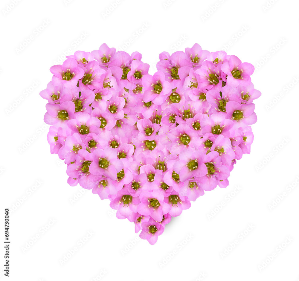 Floral heart with pink flowers of bergenia crassifolia isolated on white or transparent background. Festive arrangement for Valentine Day Floral heart with pink flowers of bergenia crassifolia isolated on white or transparent background. Festive arrangement for Valentine Day
