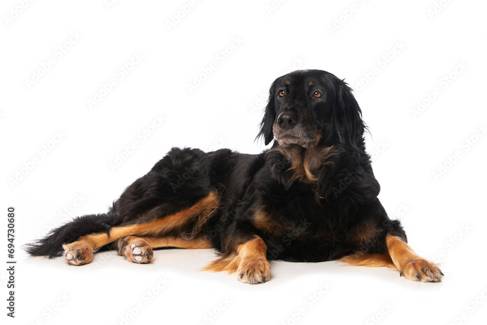 Hovawart dog lying isolated on white background