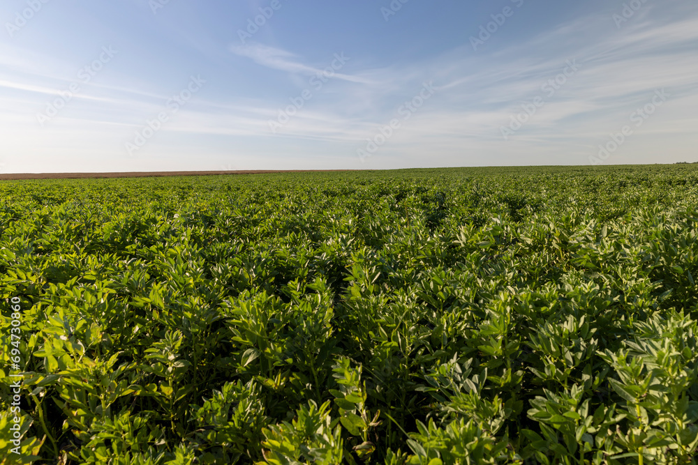 growing beans for food production growing beans for food production