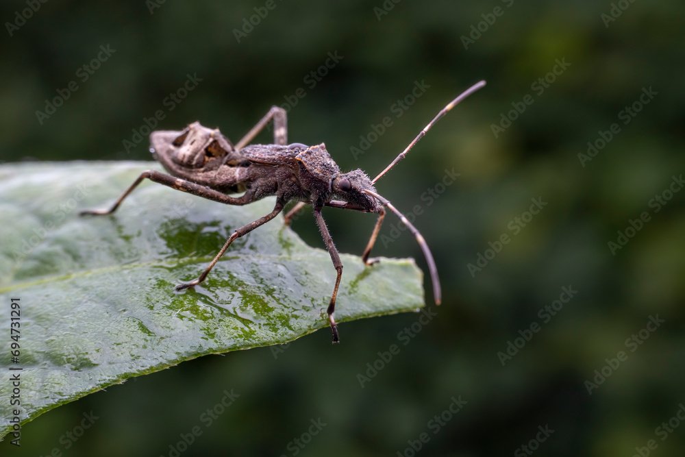 Riptortus pedestris in the wild state Riptortus pedestris in the wild state