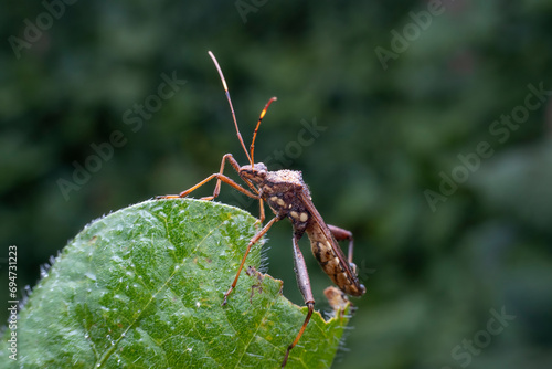 Riptortus pedestris in the wild state photo