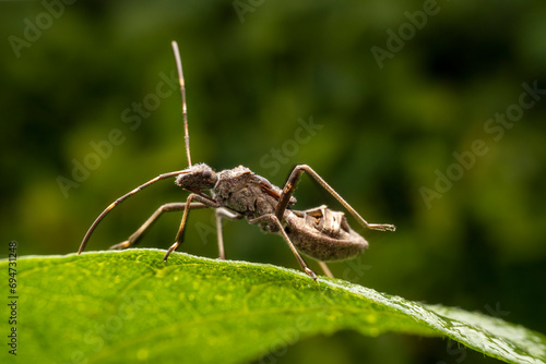 Riptortus pedestris in the wild state photo